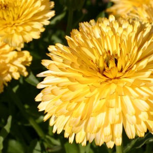 Calendula officinalis 'Lemon Cream' 