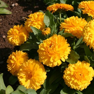 Calendula officinalis 'Lemon Twist' 