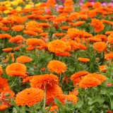Calendula officinalis 'Mandarin Twist' 