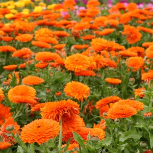 Calendula officinalis 'Mandarin Twist' 