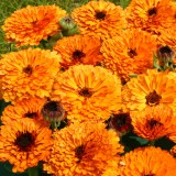 Calendula officinalis 'Orange Button' 