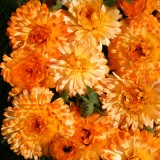 Calendula officinalis 'Tangerine Cream'