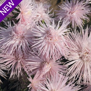 Callistephus chinensis 'Star Pink' 