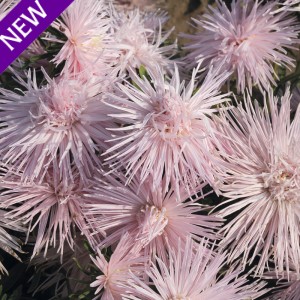 Callistephus chinensis 'Star Pink' 