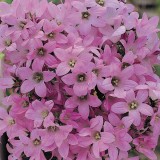 Campanula lactiflora 'Dwarf Pink' 
