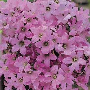 Campanula lactiflora 'Dwarf Pink' 