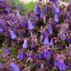 Campanula wanneri 'Violet Belle' 