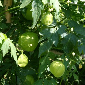 Cardiospermum halicacabum 'Green Lanterns