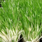 Cat Grass 'Tabby' 