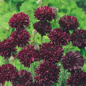 Centaurea cyanus 'Black Ball' 