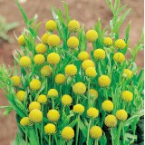 Cephalaphora aromatica 'Pineapples' 