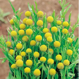 Cephalaphora aromatica 'Pineapples' 