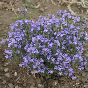 Chaenorrhinum origanifolia 'Blue Eyes' 