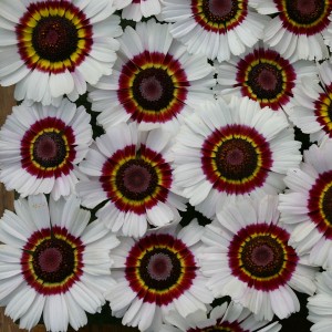 Chrysanthemum carinatum 'Bright Eye' 