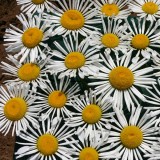 Chrysanthemum leucanthemum 'Silver Spoons' 