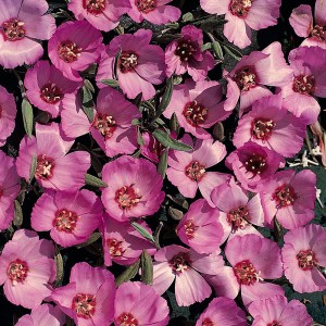 Clarkia speciosa 'Pink Buttercups' 