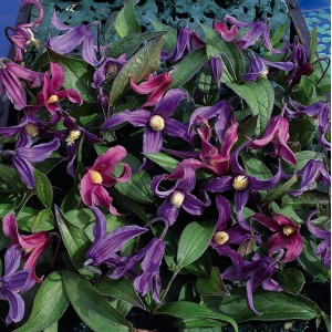 Clematis integrifolia 'Bells' 