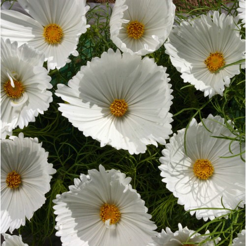 15 Seeds Annual Cosmos bipinnatus Cupcakes Mixed