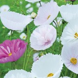 Cosmos bipinnatus 'Cupcakes Mixed'