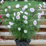 Cosmos bipinnatus 'Cupcakes Mixed'