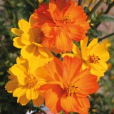 Cosmos sulphureus 'Fruit Crush'