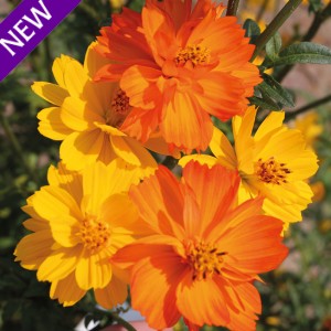 Cosmos sulphureus 'Fruit Crush'