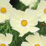 Cosmos bipinnatus 'Lemonade'