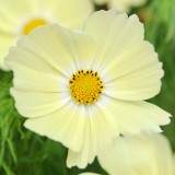 Cosmos bipinnatus 'Lemonade'