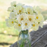 Cosmos bipinnatus 'Lemonade'