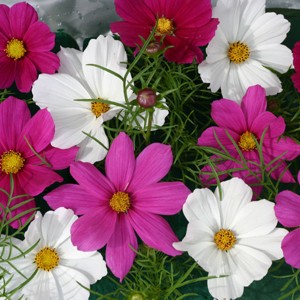 Cosmos bipinnatus 'Cosmix'