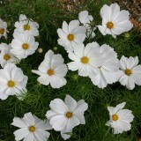 Cosmos bipinnatus 'Cosmix White'