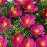 Cosmos bipinnatus 'Hot Pink'