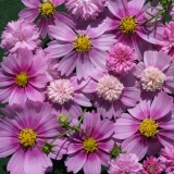 Cosmos bipinnatus 'Pink Popsocks' 