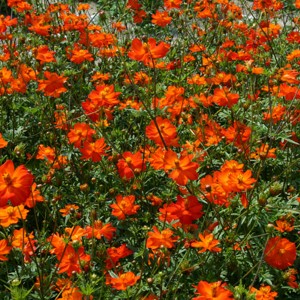 Cosmos suphureus 'Tango'