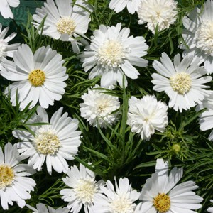 Cosmos bipinnatus 'White Popsocks'