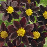 Dahlia variabilis 'Black Beauty' 