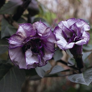 Datura x candida Blackcurrant Swirl 