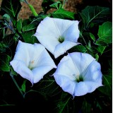 Datura meteloides 'Evening Fragrance' 