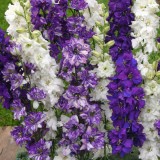 Delphinium consolida 'Ocean Mixed' 