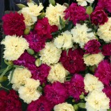 Dianthus caryophyllus 'Bananaberry Fizz' 