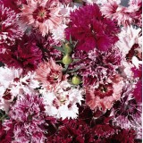 Dianthus chinensis 'Fringed Fancies' 
