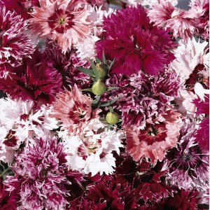 Dianthus chinensis 'Fringed Fancies' 