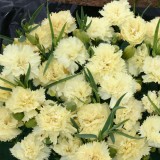 Dianthus caryophyllus 'Lemon Fizz' 