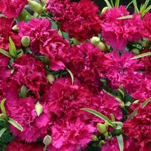 Dianthus caryophyllus 'Magenta Fizz' 