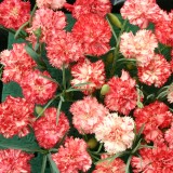 Dianthus caryophyllus 'Orange Ripple' 