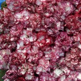 Dianthus caryophyllus 'Raspberry Ripple' 