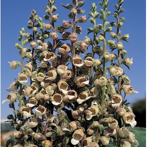 Digitalis lanata 'Café Crème' 