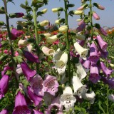 Digitalis purpurea 'Mirabelle'