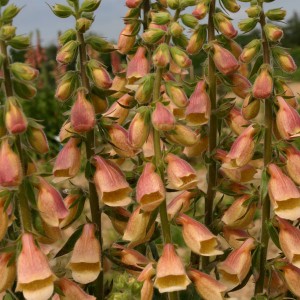 Digitalis hybrida 'Polkadot Pandora' 