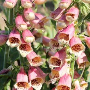 Digitalis hybrida 'Polkadot Petra' 